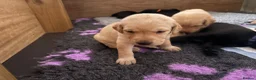 Labrador Retriever dogs for sale: 🐾Beautiful Labrador Puppies - 1 LEFT 🐾  - Advert 5