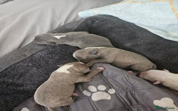 Staffordshire Bull Terrier dogs for sale:  Unique Classic Markings - Image 21