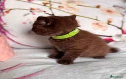 British Shorthair cats for sale: Beautiful British Shorthair Kittens 💝 - Image 10