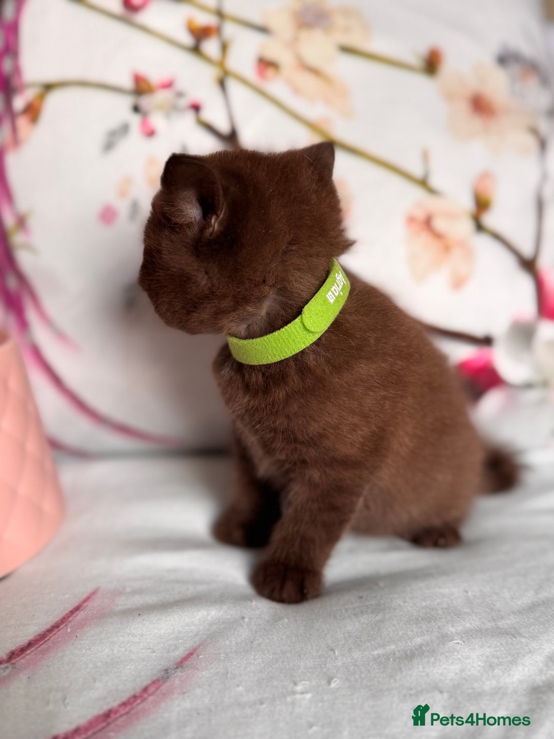British Shorthair cats for sale: Beautiful British Shorthair Kittens 💝 - Image 10