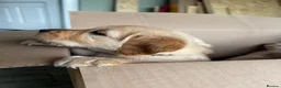 Golden Retriever dogs for sale: Golden Retriever puppies  in Derby - Advert 9