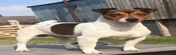 Jack Russell dogs for sale: ⭐ Jack Russell puppies ⭐ - Advert 3