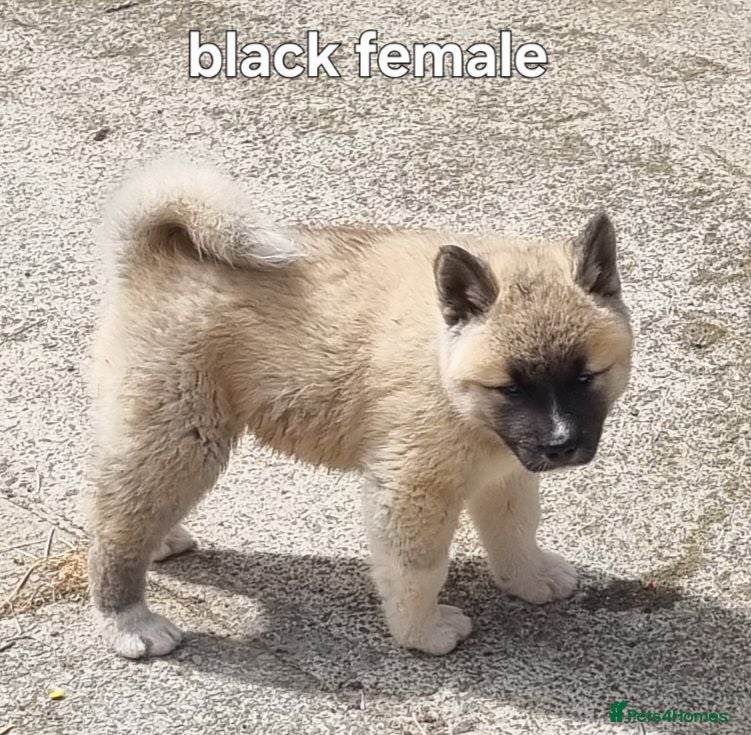 Akita dogs Akita pups - Advert 2