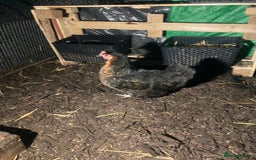Chickens poultry for sale: 4 cross bantams hens  - Advert 3