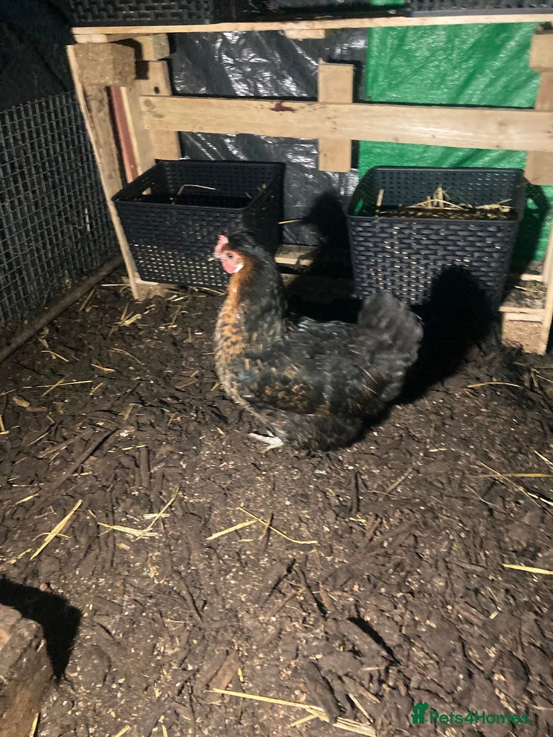 Chickens poultry for sale: 4 cross bantams hens  - Advert 3