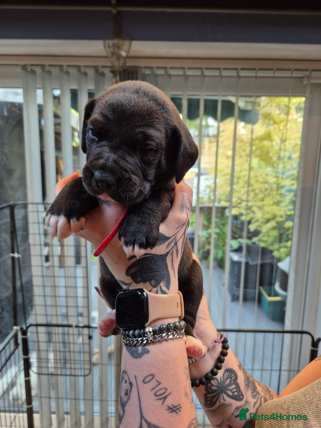 Mixed Breed dogs for sale: Mixed breed puppies  - Image 4