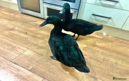 Ducks poultry for sale: Cayuga Ducks 2boys - Image 4