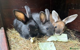 Mixed Breed rabbits for sale: Rex-lop cross bunnies only 3 left - Image 12