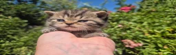 British Shorthair cats for sale: 🧡STUNNING TABBY BSH-MUM IMPORTED FROM FRANCE🇫🇷  in Tadworth - Advert 3