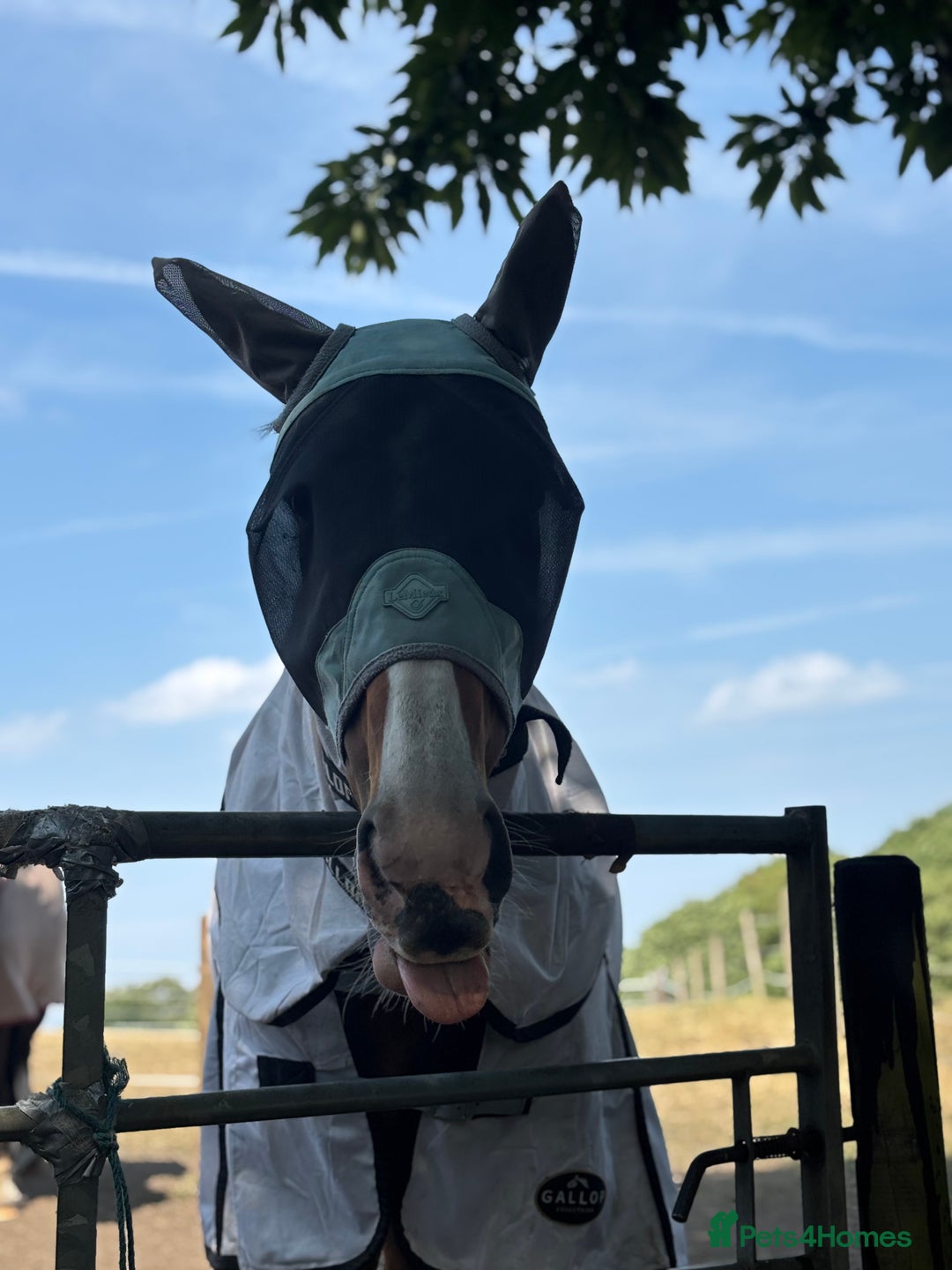 Irish Thoroughbred horses for sale: Tb gelding for sale  - Advert 3