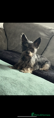 Yorkshire Terrier dogs Yorkshire terrier, terrier cross puppies - Advert 1