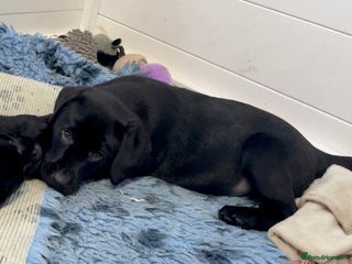 Labrador Retriever dogs Quality Labrador pups, KC, health tested parents - Advert 6