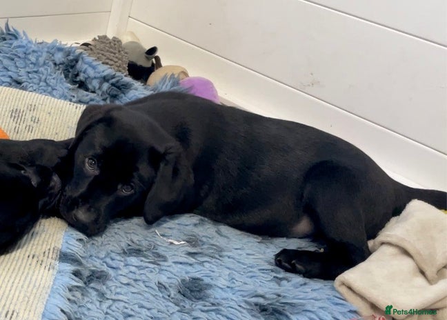 Labrador Retriever dogs Quality Labrador pups, KC, health tested parents - Advert 8