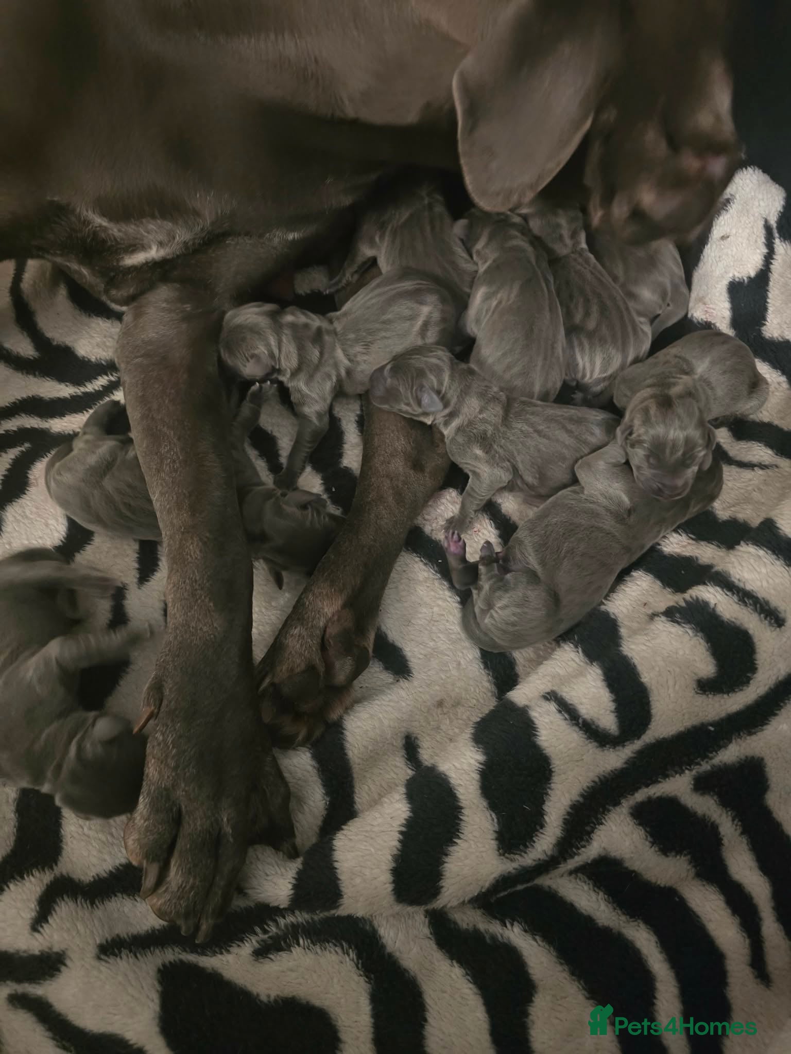 Great Dane dogs Blue Litter - Advert 2