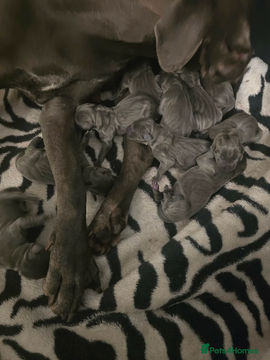 Great Dane dogs for sale: Blue Litter - Advert 2