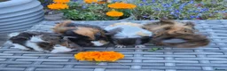 Guinea Pig rodents for sale: Beautiful Baby Female Guinea Pigs - Advert 3