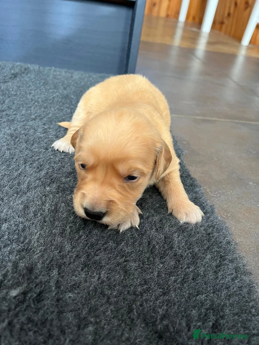 Golden Retriever dogs for sale: Kennel Club Health Tested Golden Retriever Puppies - Advert 5