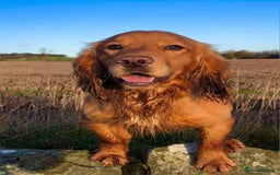 Cocker Spaniel dogs for sale: WCS bitch with working parents - Image 5