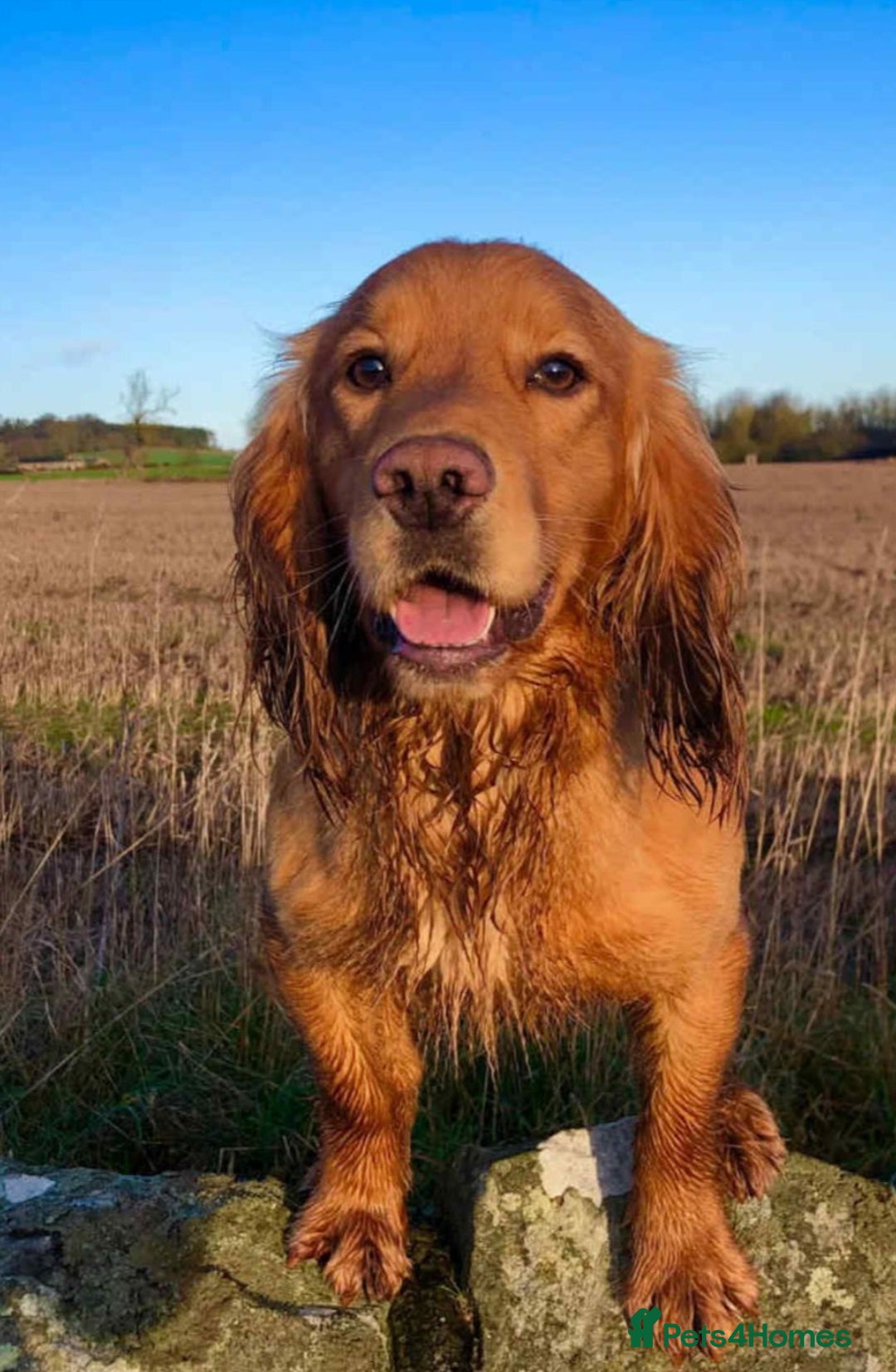 Cocker Spaniel dogs for sale: WCS bitch with working parents - Image 5