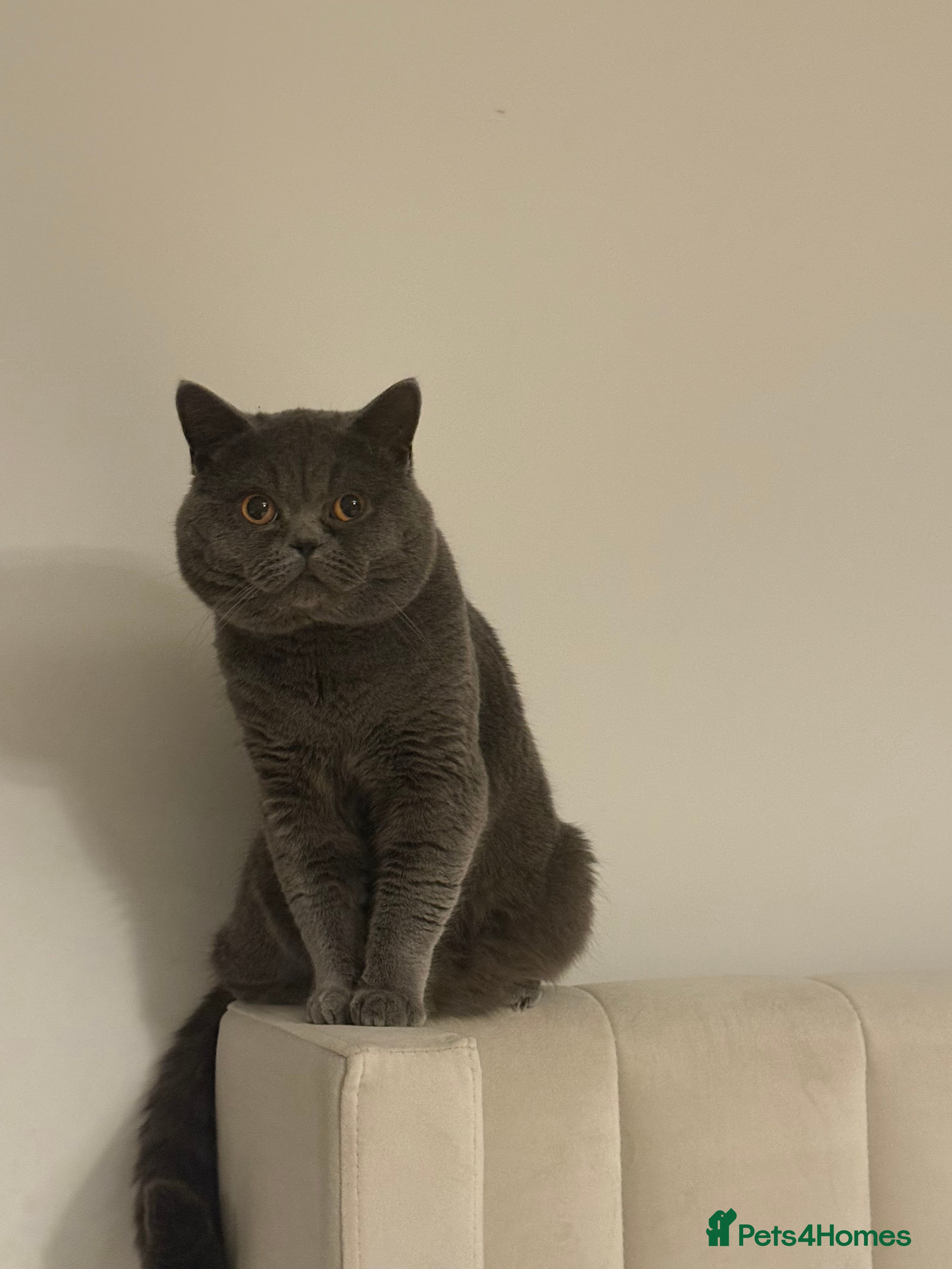 British Shorthair cats British shorthair - healthy and well socialised  - Advert 6