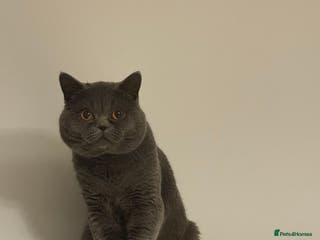 British Shorthair cats British shorthair - healthy and well socialised - Advert 6
