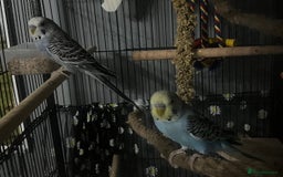 Budgerigars birds for sale: 2 male hand reared budgies with full set up - Image 6