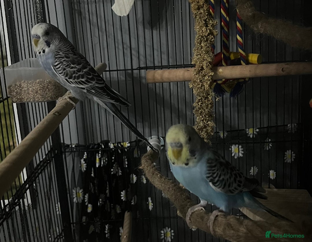 Budgerigars birds for sale: 2 male hand reared budgies with full set up - Image 6