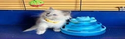Ragdoll cats for sale: GCCF Ragdoll 🏆Champion Bloodline🌟5-Gen Pedigrees - Advert 18