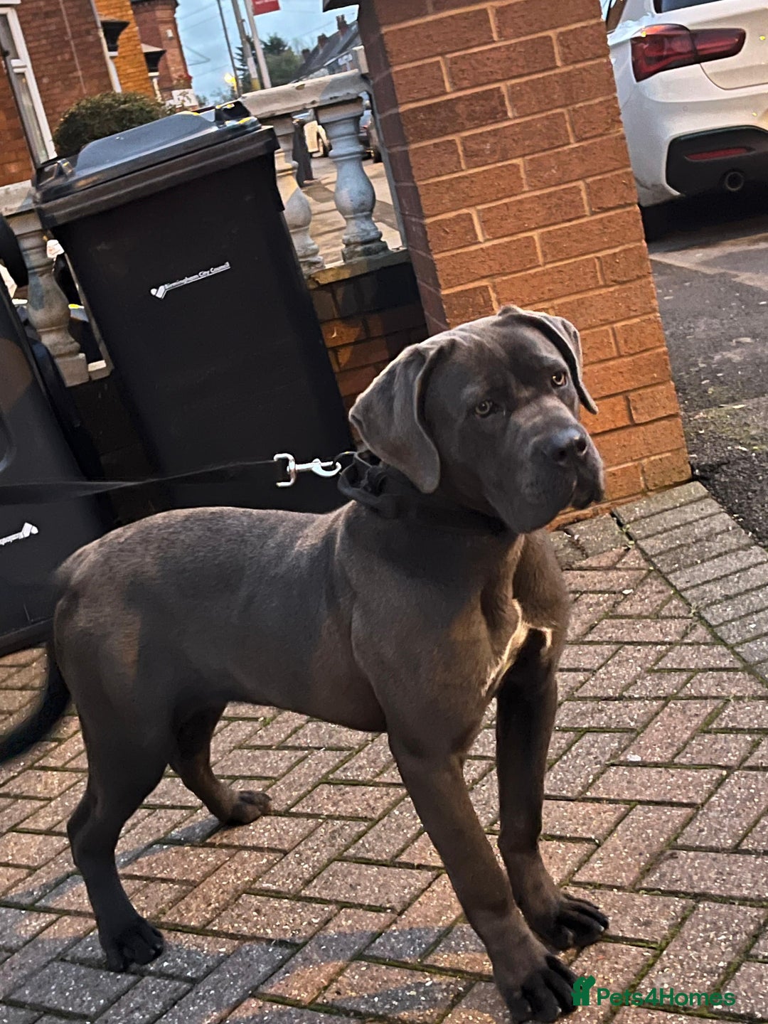 Cane Corso dogs for sale: Cane corso puppy - Advert 2