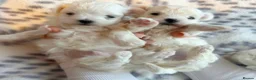 Maltese dogs for sale: Maltese pups kc reg - Advert 1