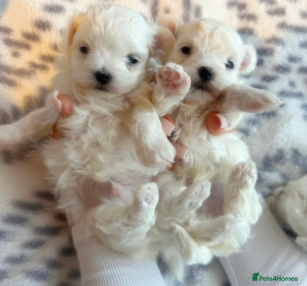 Maltese dogs for sale: Maltese pups kc reg - Advert 1