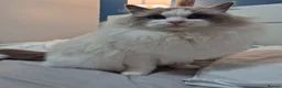 Ragdoll cats for sale: Ragdall Gccf Bicolour/Mitted ChampionBloodlines - Advert 25