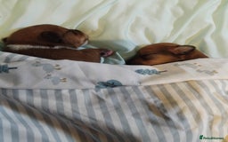 Mixed Breed dogs for sale: Beautiful YorkieRussell pups for sale! Small size  - Image 13
