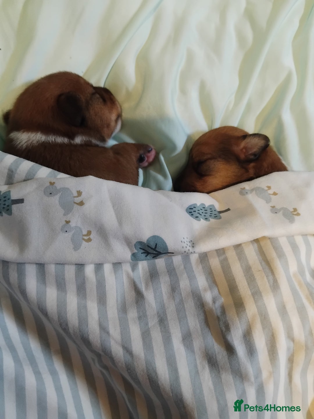 Mixed Breed dogs for sale: Beautiful YorkieRussell pups for sale! Small size  - Image 13