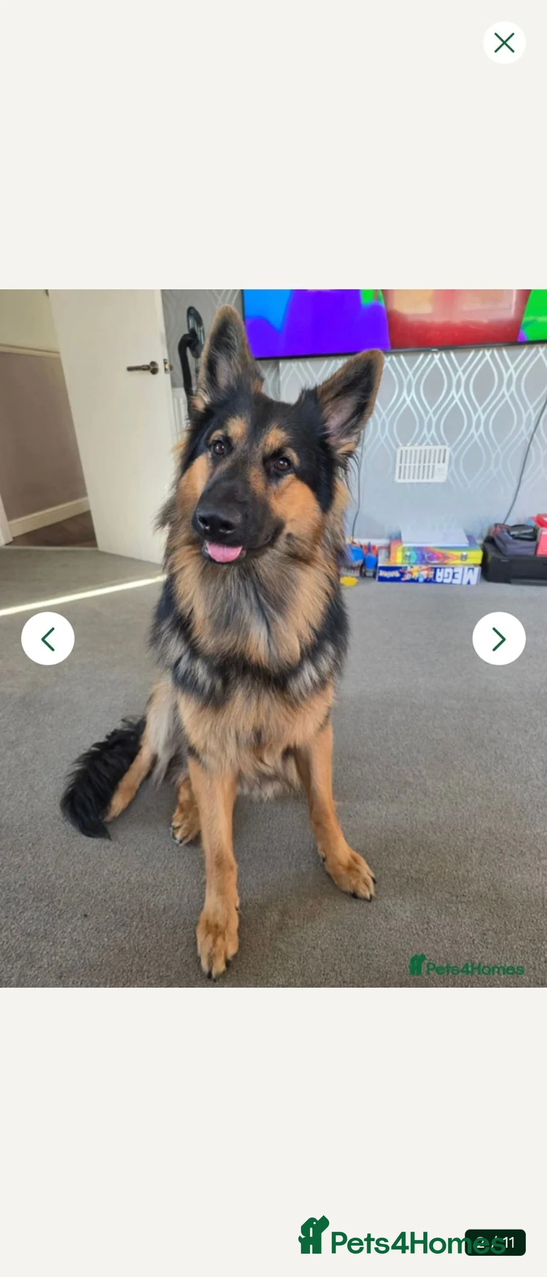 German Shepherd dogs for stud: Axel, German Shepherd🐾 - Advert 2