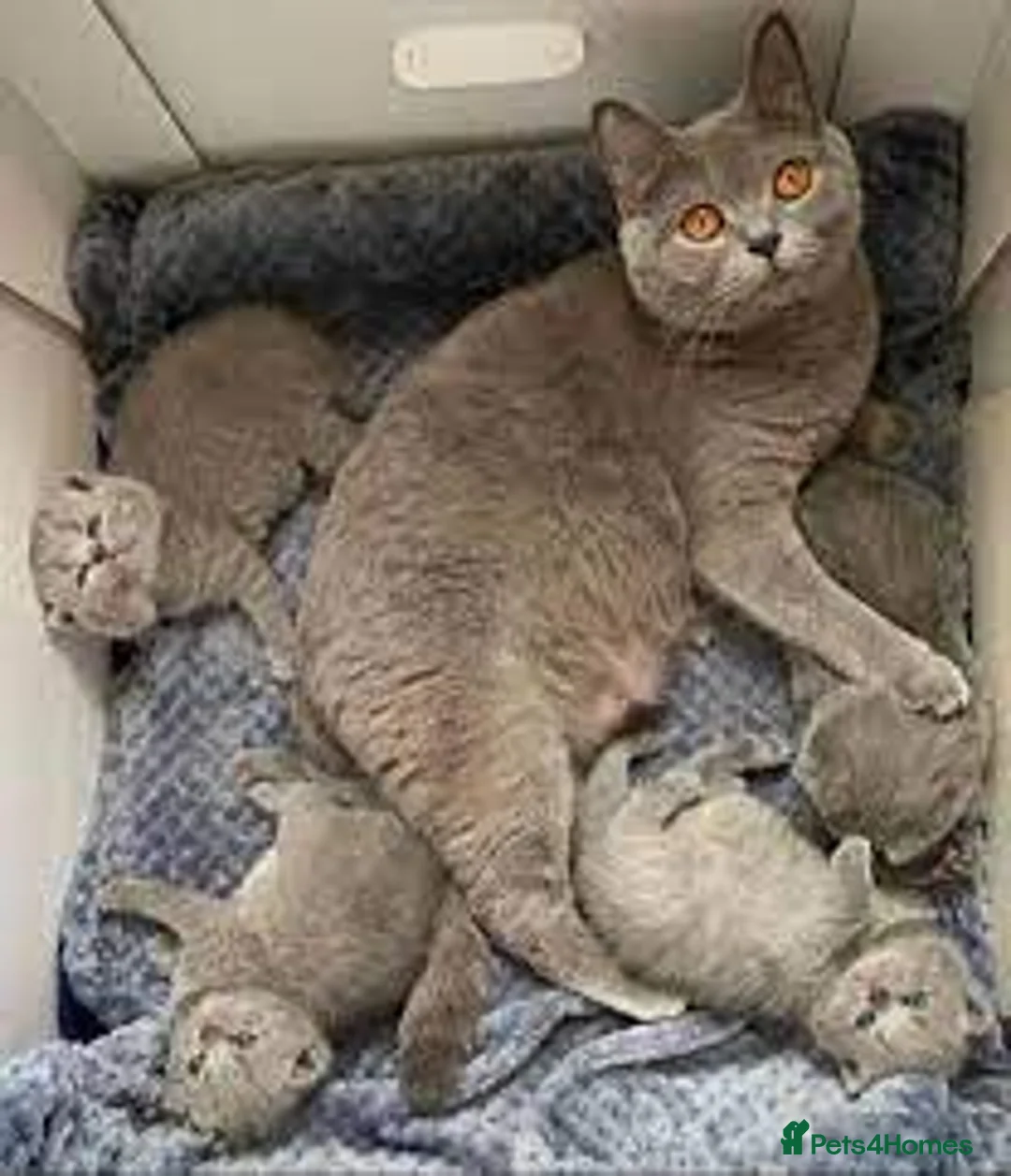 British Shorthair cats for sale: British Shorthair Kittens For sale - Advert 2