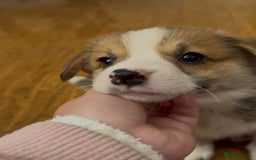 Welsh Corgi Pembroke dogs for sale: Bred type - welsh corgi - Image 6
