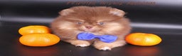 Pomeranian dogs for stud: 1.8kg Tiny Choco Carry Tan Blue Lilac DNA tested in Rotherham - Advert 26