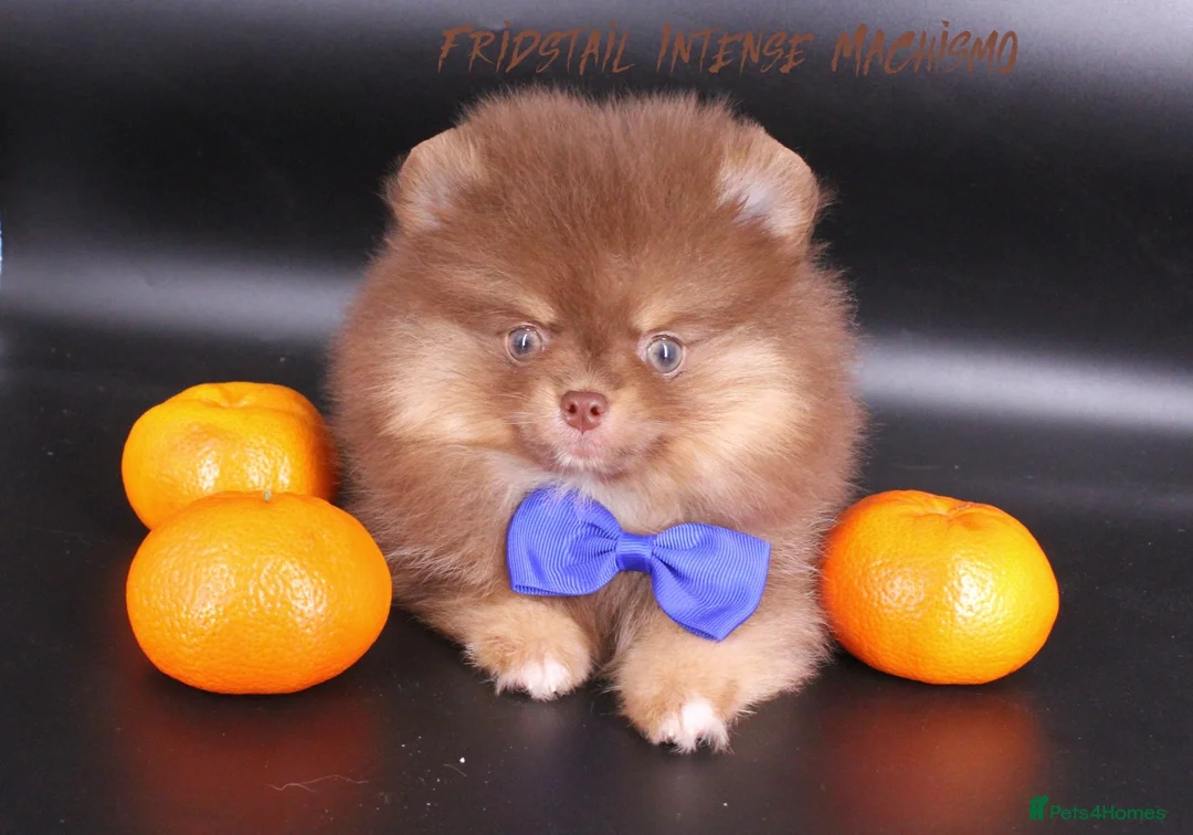Pomeranian dogs for stud: 1.8kg Tiny Choco Carry Tan Blue Lilac DNA tested in Rotherham - Advert 26