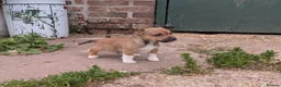 Jack Russell dogs for sale: Jack Russell Puppies - Advert 17