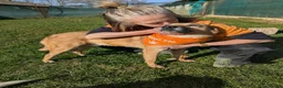 Mixed Breed dogs for adoption: Blue for adoption - Advert 3