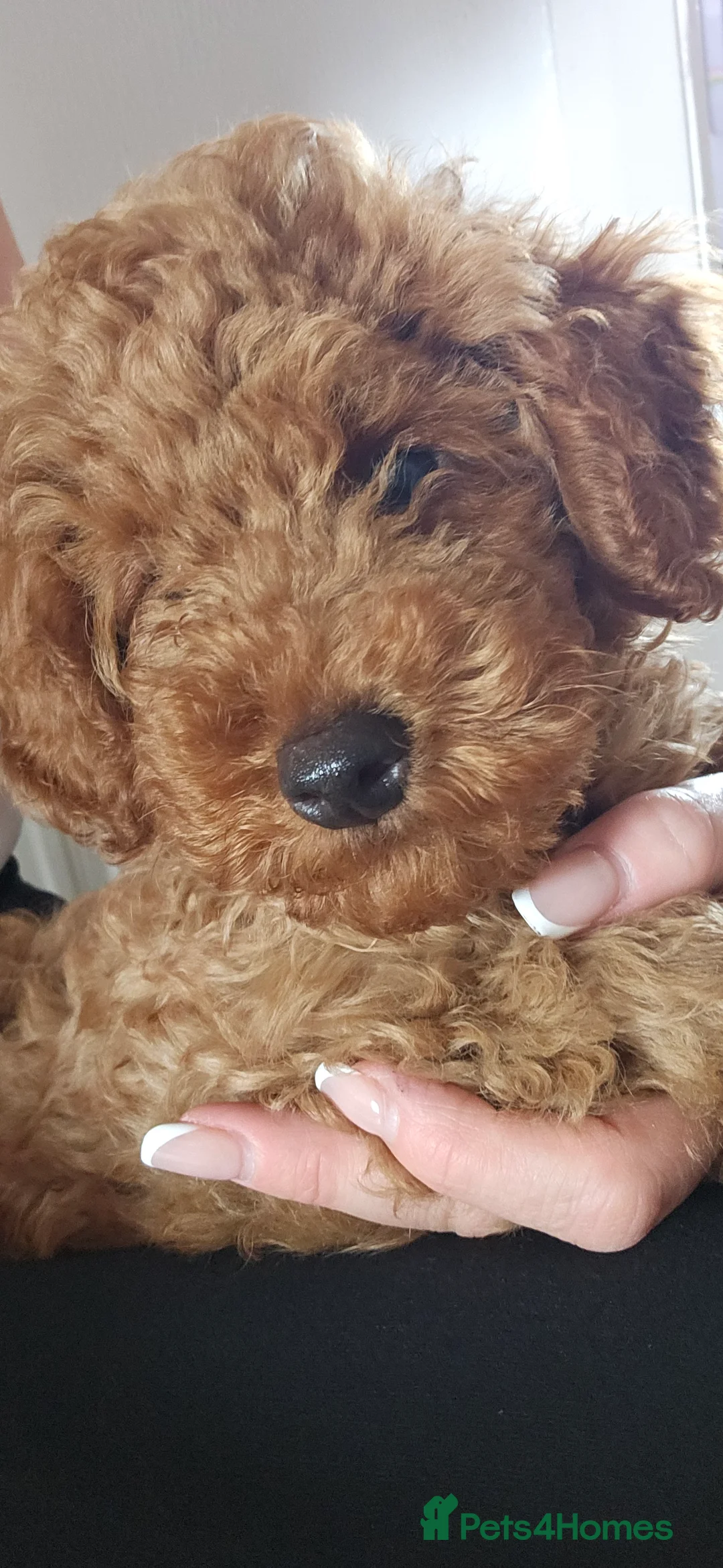 Toy Poodle dogs for sale: 1 x Male Red Toy Poodle Pup - Advert 2