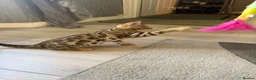 Bengal cats for sale: ⭐️ Ready now- STUNNING TICA REG ⭐️FEMALE BENGAL⭐️ - Advert 1