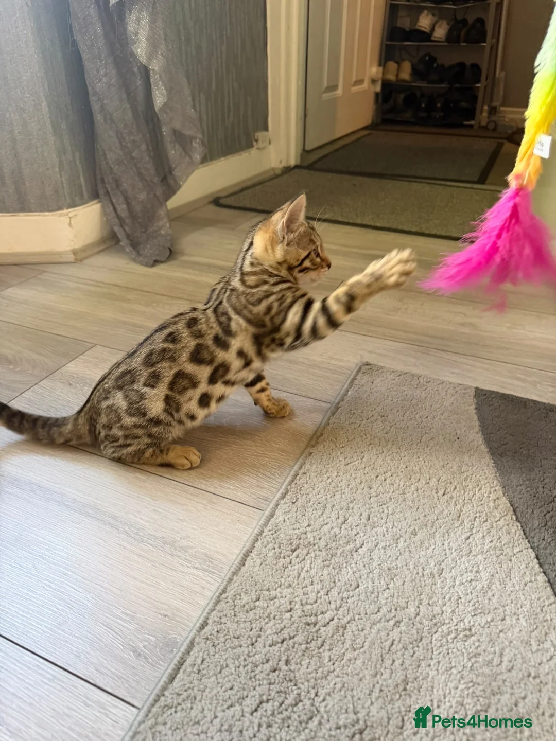 Bengal cats for sale: ⭐️ Ready now- STUNNING TICA REG ⭐️FEMALE BENGAL⭐️ - Advert 1