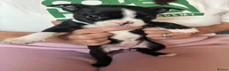 Boston Terrier dogs for sale: Boston Terriers - Advert 13