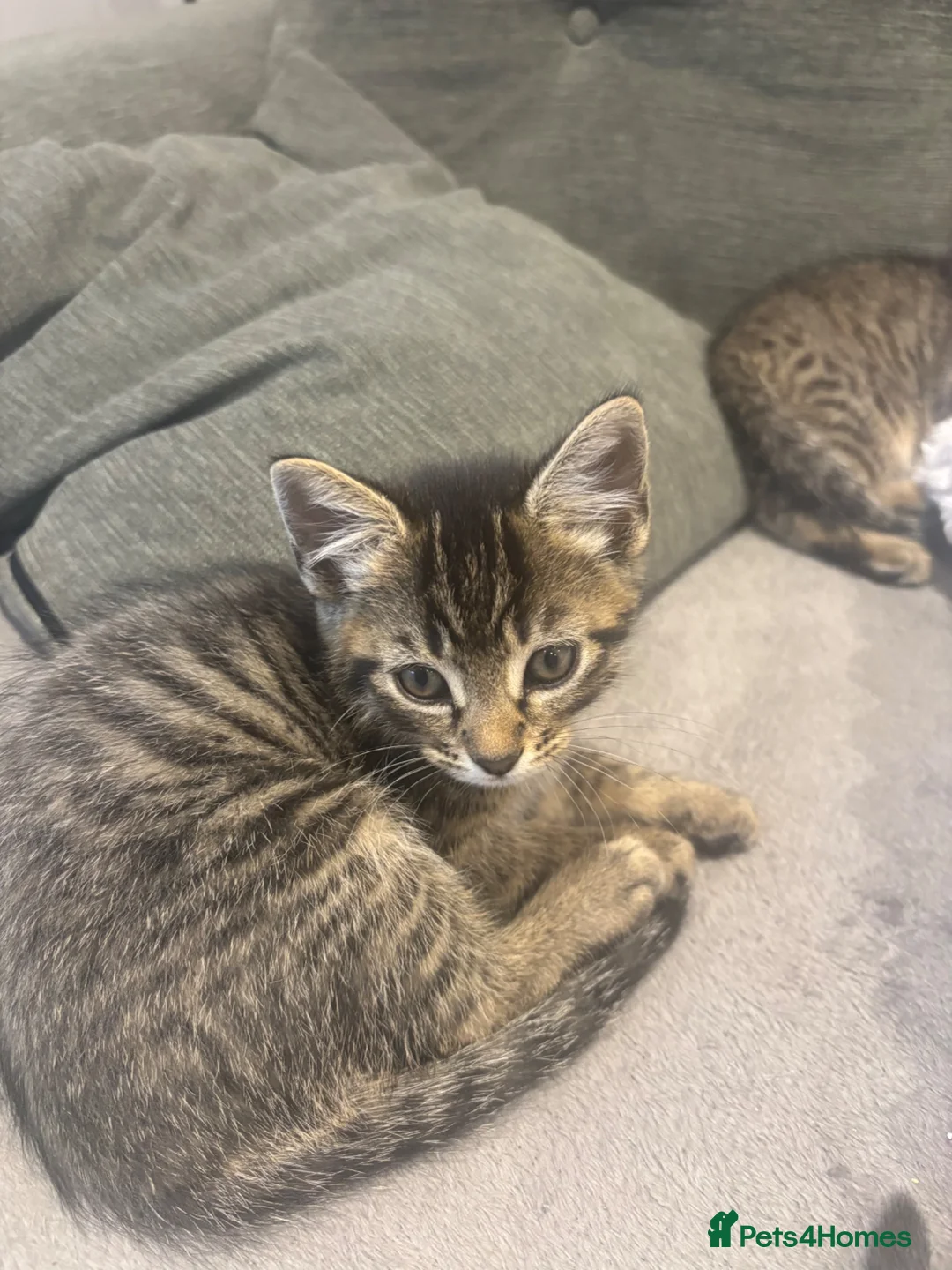 Bengal cats for sale: Male and female half bengal ready for new homes in Frome - Advert 1