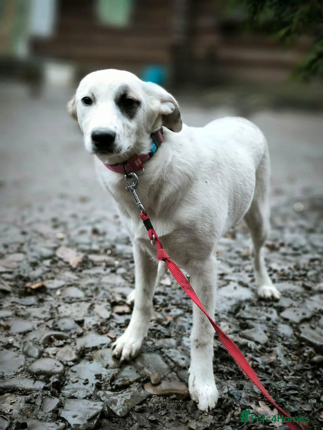 Mixed Breed dogs for adoption: ❤️PLIAMKA❤️8.5-month-old loving and playful girl in Oxford - Advert 15