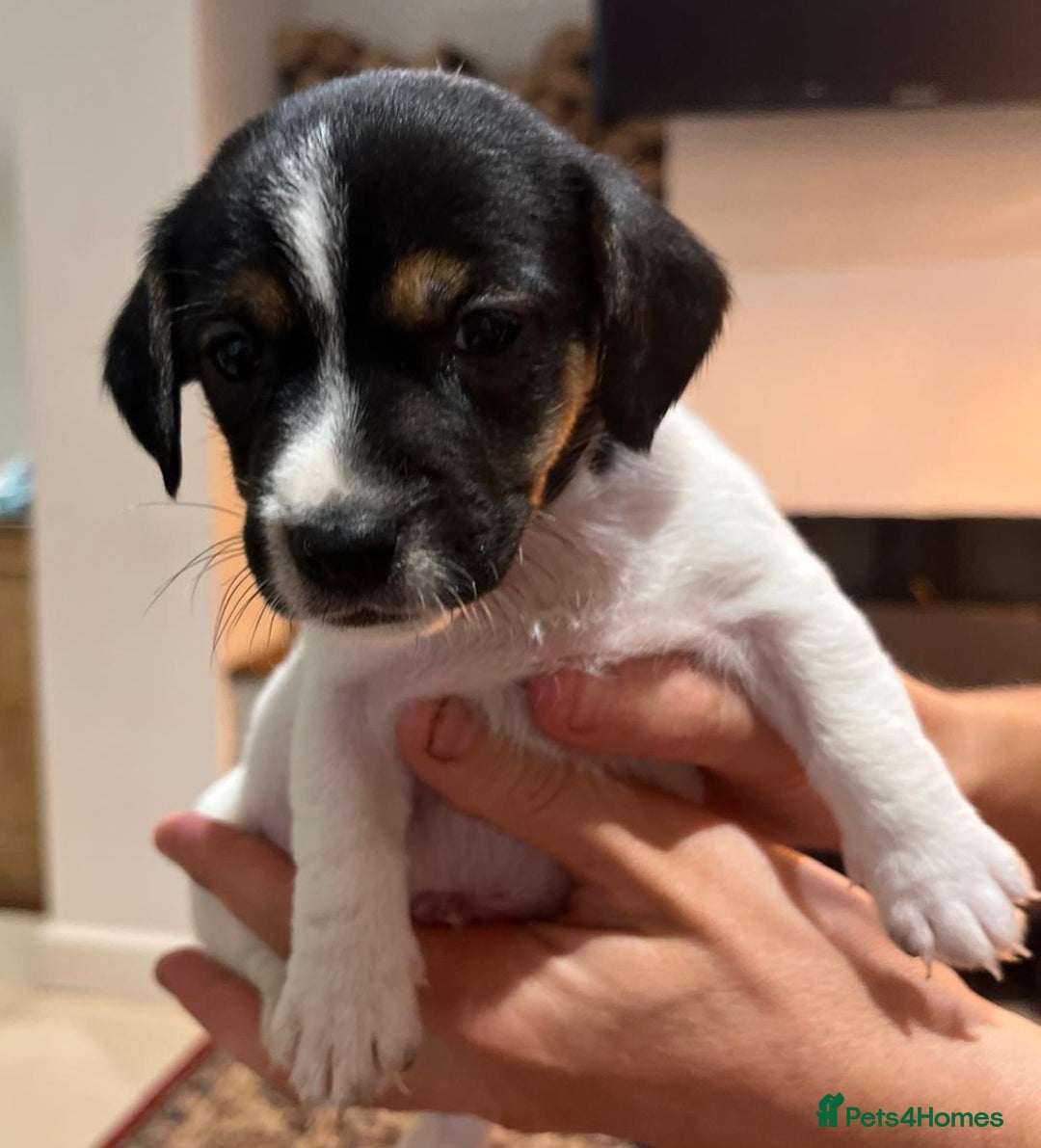 Jackapoo dogs for sale: Now available Jackapoo  - Image 3