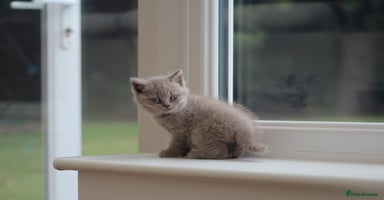 British Shorthair cats - Advert 16