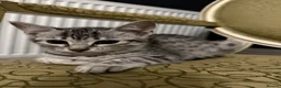 Egyptian Mau cats for sale: Egyptian Mau cutest kittens. Ready NOW - Advert 11